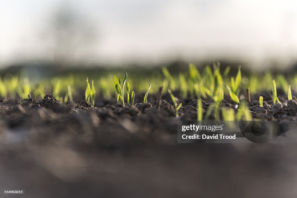 Small barley sprouts coming up from the earth