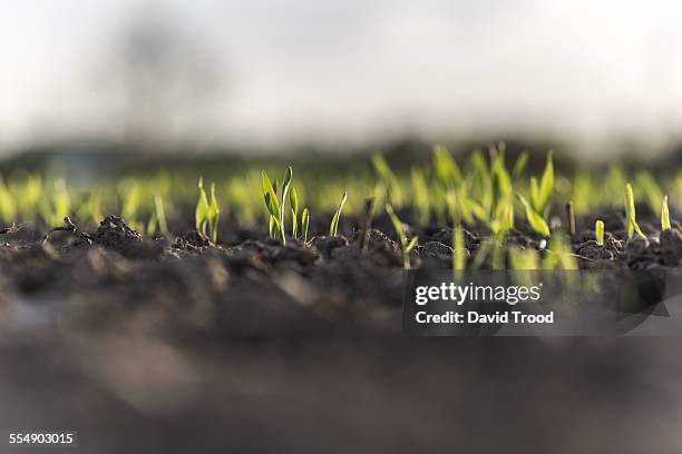 small barley sprouts coming up from the earth - seedling stock pictures, royalty-free photos & images