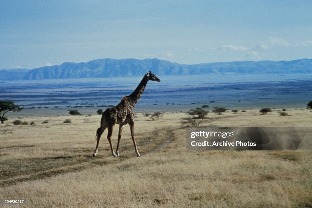 Giraffe On The Serengeti