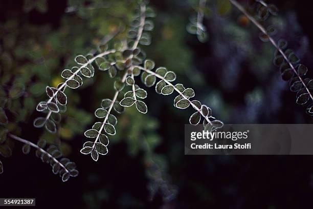 frosted leaves of evergreen plant in wintry garden - evergreen plant stock-fotos und bilder
