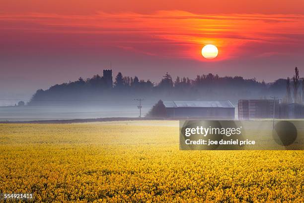 rapeseed sunrise, belmont abbey, hereford, england - joe belmont stock pictures, royalty-free photos & images