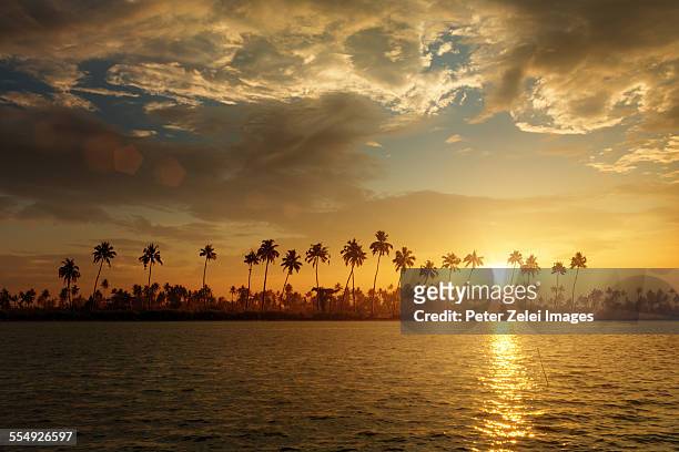 palmtree silhouettes at sunset. - south india stock pictures, royalty-free photos & images