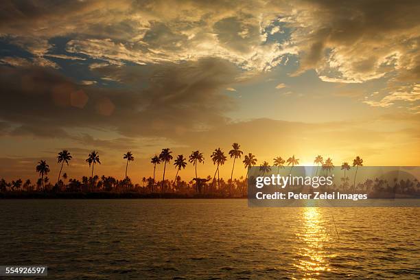 palmtree silhouettes at sunset. - laguna de kerala - fotografias e filmes do acervo