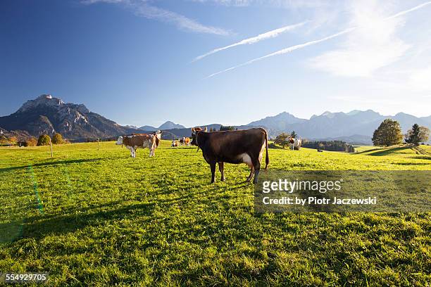 happy cows - viehweide stock-fotos und bilder