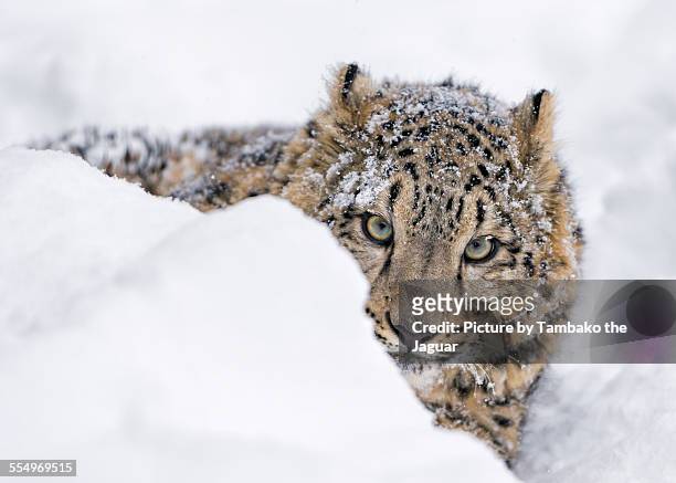 young snow leopard lying in the snow - snow leopard 個照片及圖片檔