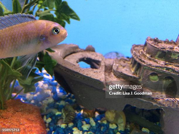 an aquarium of your own - cichlid aquarium stock pictures, royalty-free photos & images