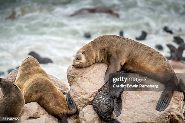 sleeping seals - cape fur seal stock pictures, royalty-free photos & images