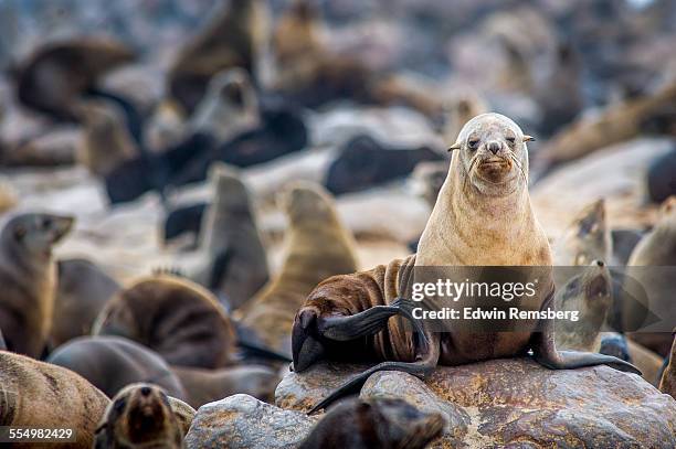 seal sitting on rock - cape fur seal stock pictures, royalty-free photos & images