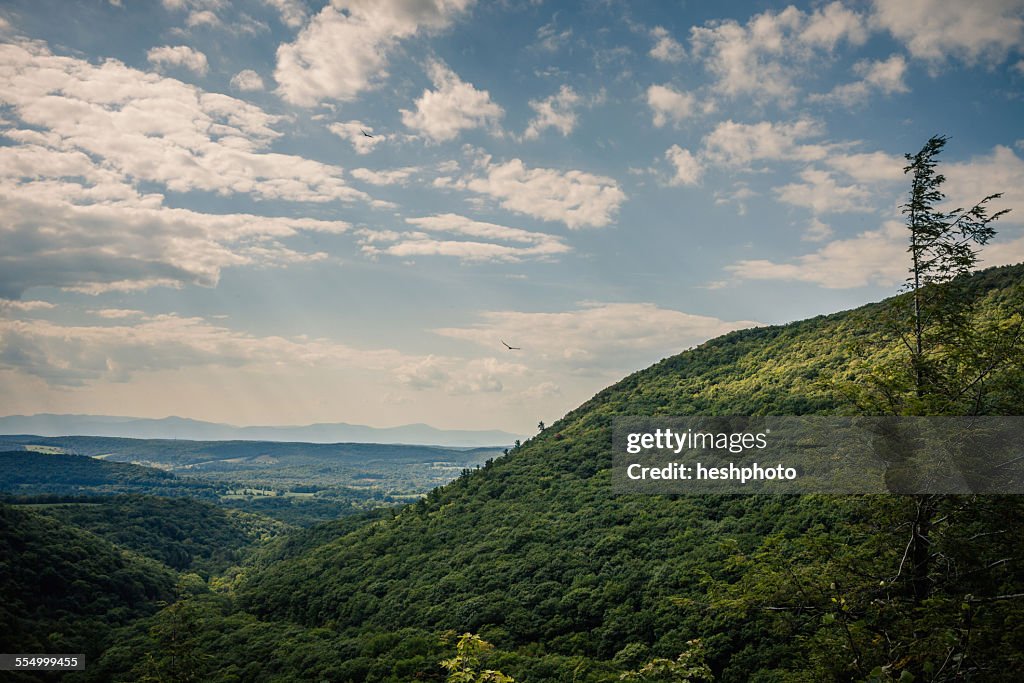 Bird over a New England valley, Berkshire County, Massachusetts, USA