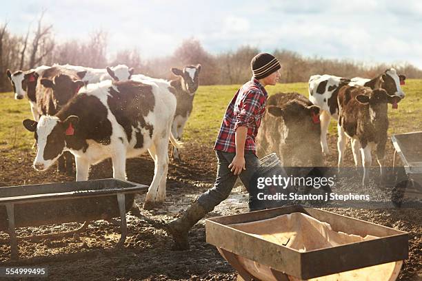 boy farmer feeding cows in dairy farm field - trough fotografías e imágenes de stock