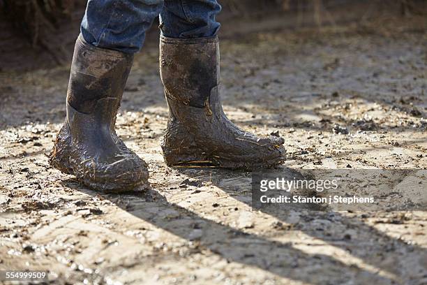 legs of boy in muddy rubber boots in dairy farm yard - wellington boot foto e immagini stock