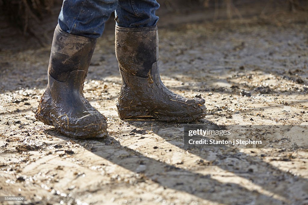 Legs of boy in muddy rubber boots in dairy farm yard
