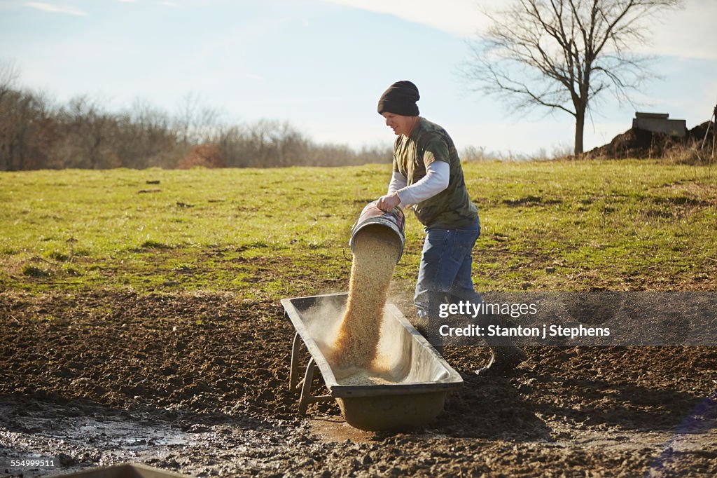 Mature male farmer pouring grain into feeding trough in field