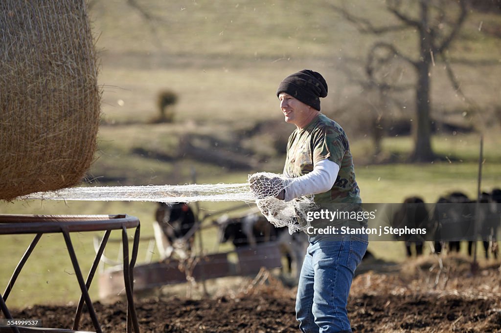 Mature farmer removing netting from hay stack in dairy farm field