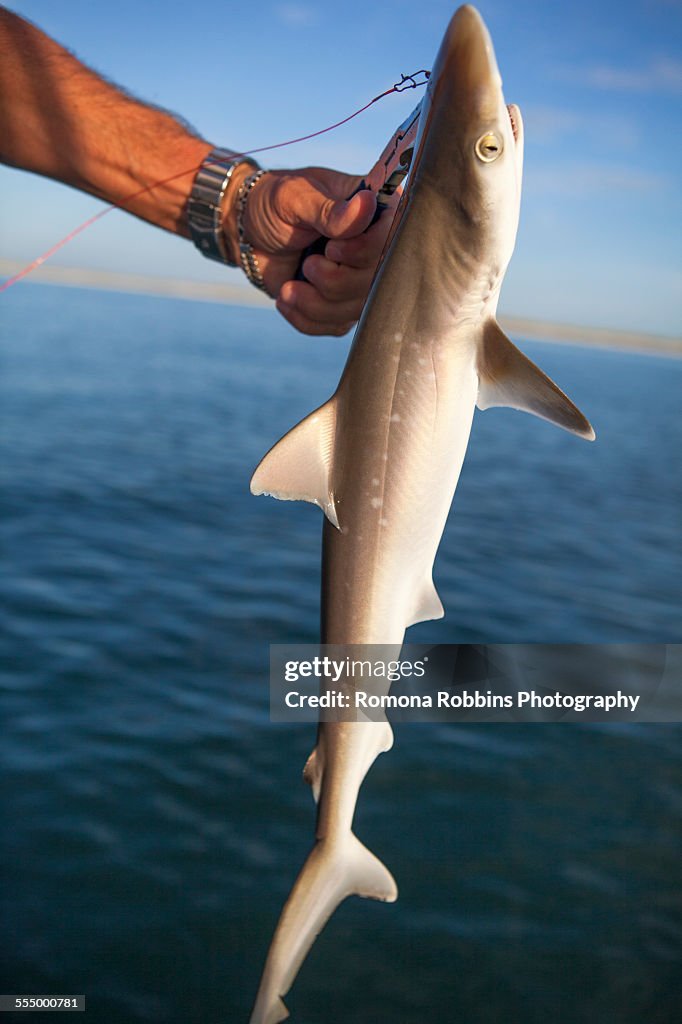 Hand of sea fisherman holding up and releasing baby shark, Port St Joe, Florida, USA