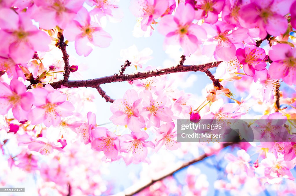 Cherry blossoms in full bloom