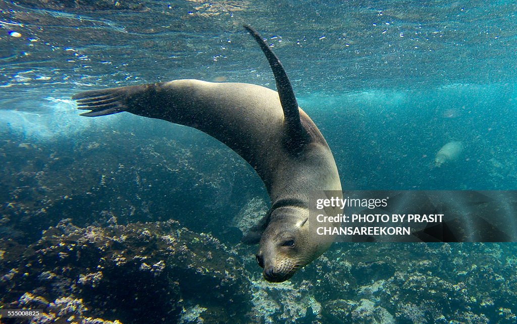 Galapagos Seal