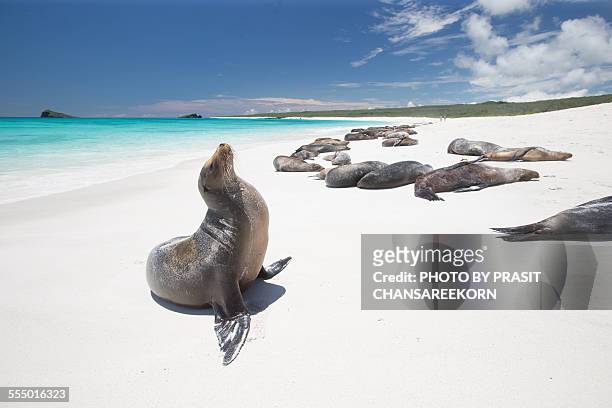 galapagos sea lion - galapagos stockfoto's en -beelden