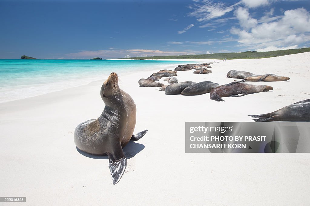 Galapagos Sea Lion