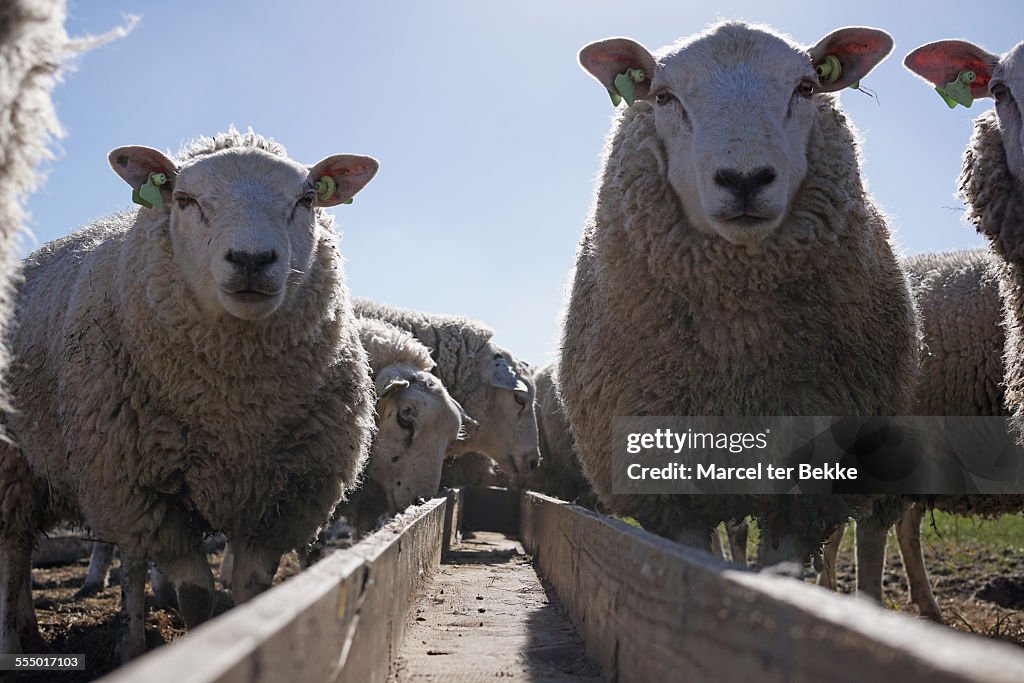 Hungry Ruminants Hungry Sheep High-Res Stock Photo - Getty Images
