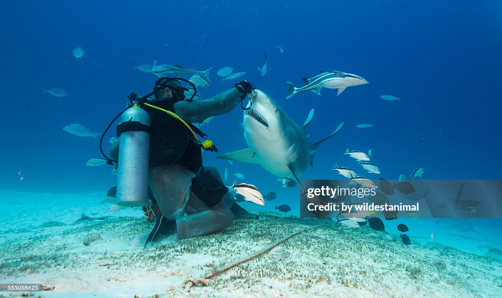 Bull shark feeder