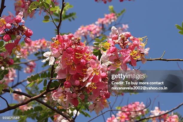 pink cherry blossom - chandigarh stock pictures, royalty-free photos & images