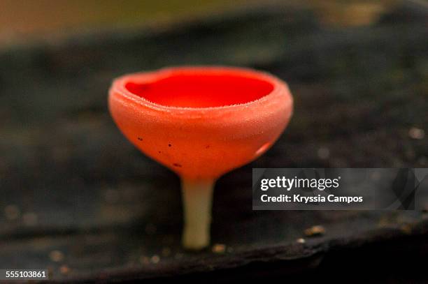 cup fungus (cookeina sulcipes), costa rica - pezizaceae stock pictures, royalty-free photos & images
