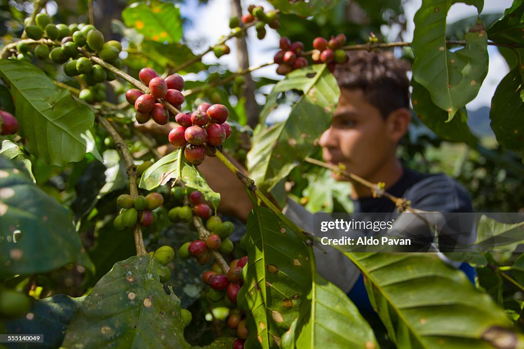 Nicaragua, Pantasma, harvesting coffee