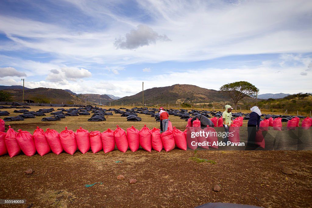 Nicaragua, Matagalpa, fair trade coffee process