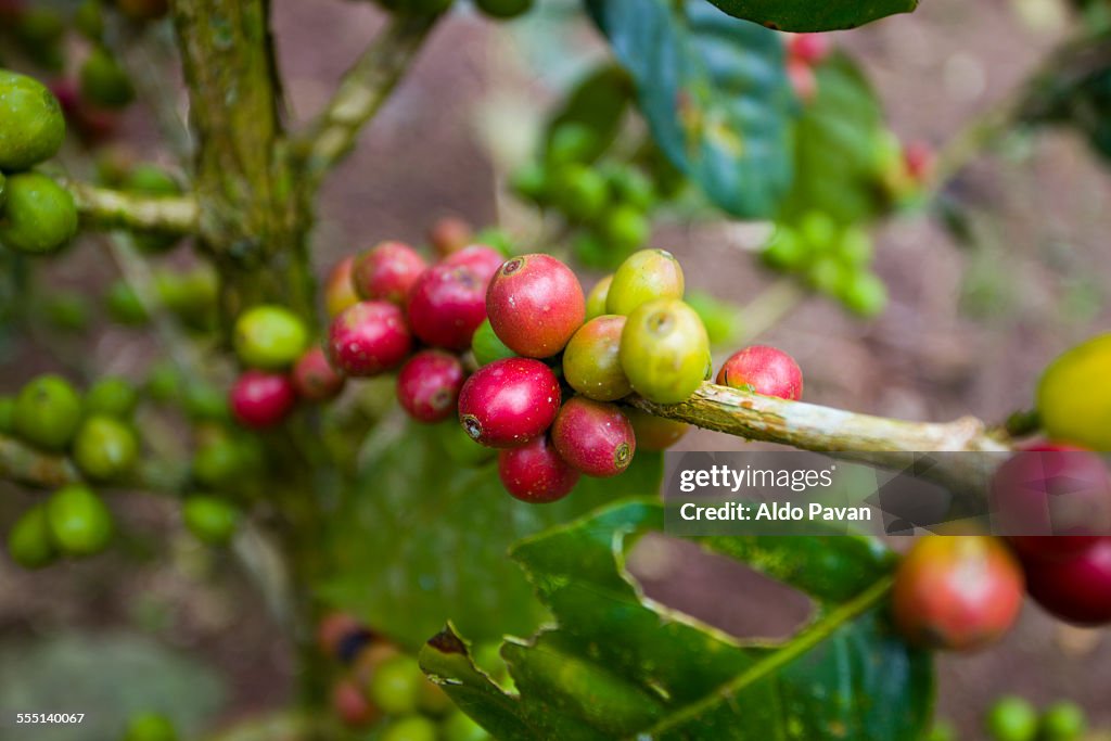 Nicaragua, Pantasma, coffee beans