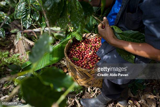 nicaragua, pantasma, harvesting coffee - eerlijke handel stockfoto's en -beelden
