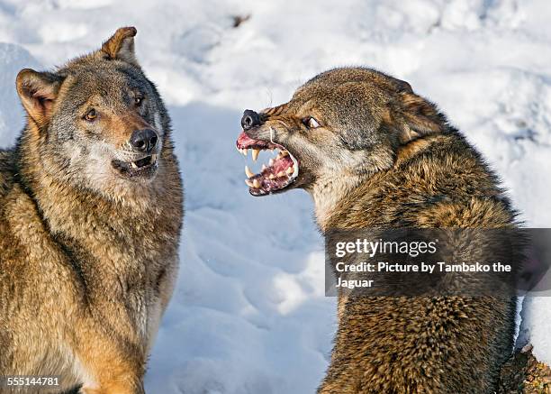 very angry wolf! - animal cruelty fotografías e imágenes de stock