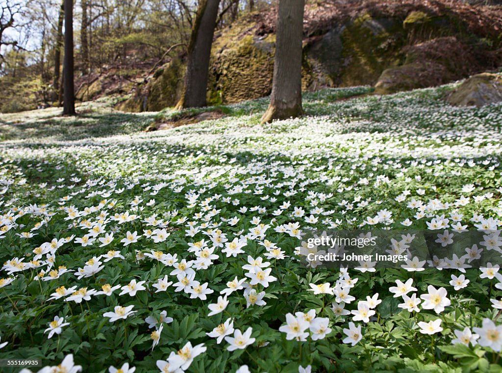 Anemones in woodland