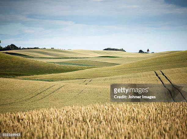 wheat field - grain field stock-fotos und bilder