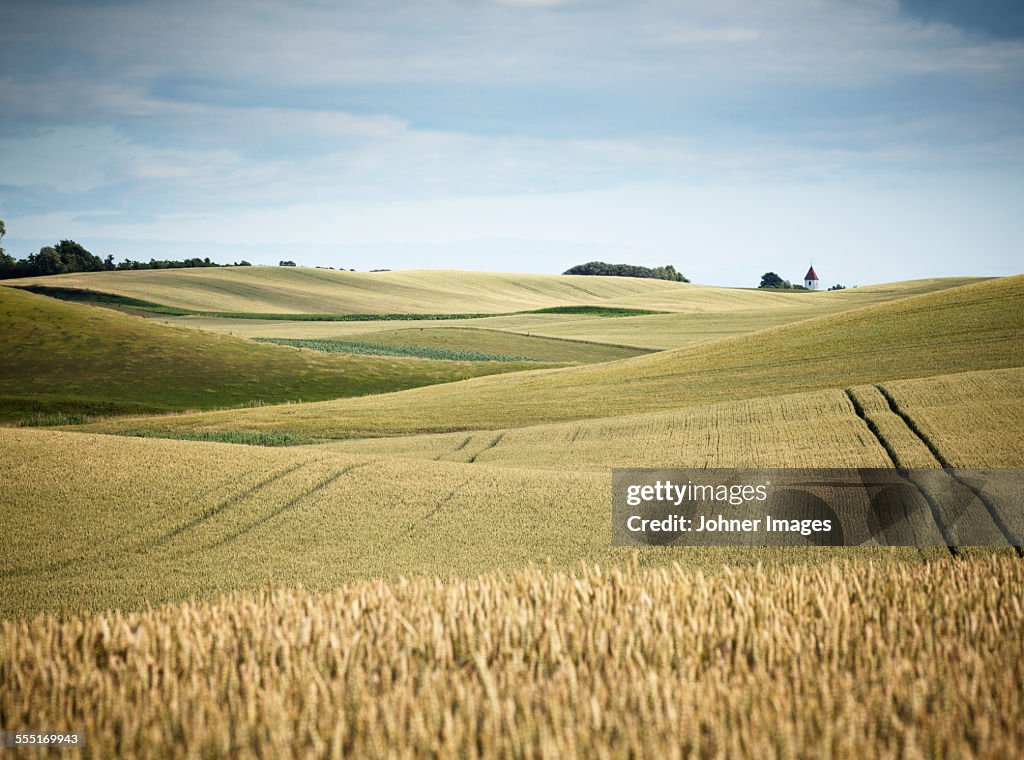 Wheat field