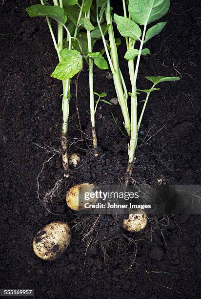 potatoes - cultivated stock pictures, royalty-free photos & images