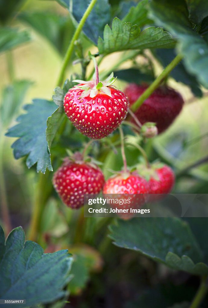 Strawberries, close-up