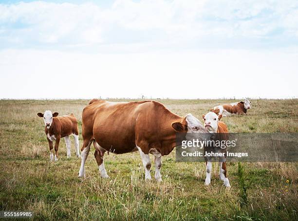 cows on pasture - calf stock-fotos und bilder