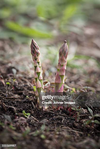 green asparagus - asparagus stock pictures, royalty-free photos & images