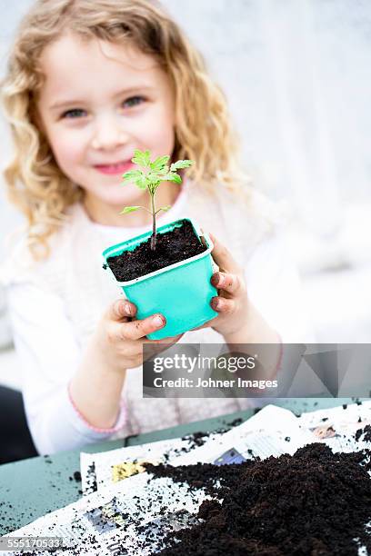 girl holding seedling in pot - sverige odla tomat bildbanksfoton och bilder