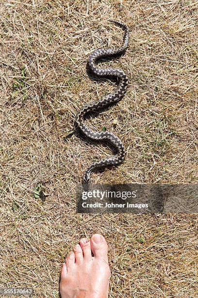 womans foot and snake - viper stockfoto's en -beelden