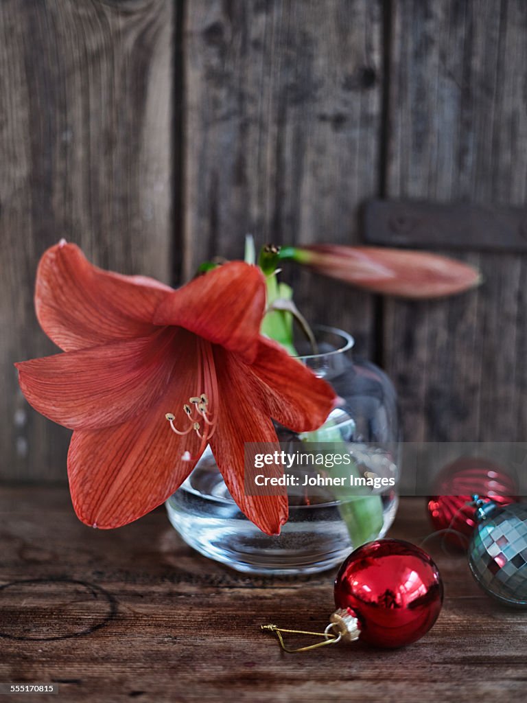 Flower in vase