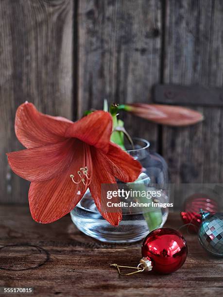 flower in vase - amaryllis family stock pictures, royalty-free photos & images