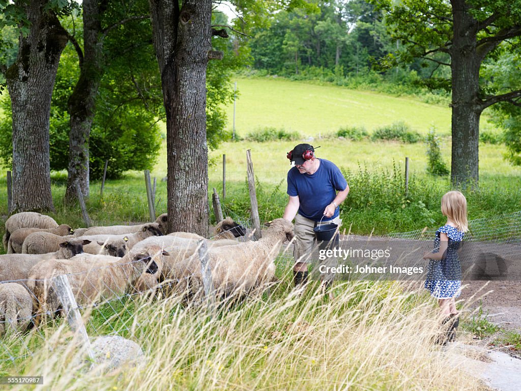 Grandfather feeding sheep, girl watching