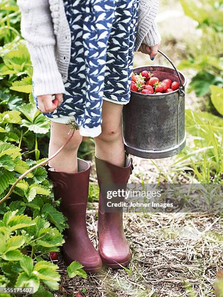 girl with strawberries in buckets - rain boots stock pictures, royalty-free photos & images