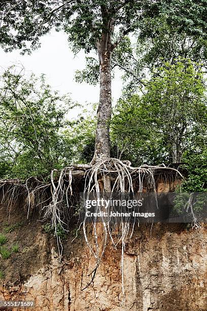 African Tree Roots Photos and Premium High Res Pictures - Getty Images