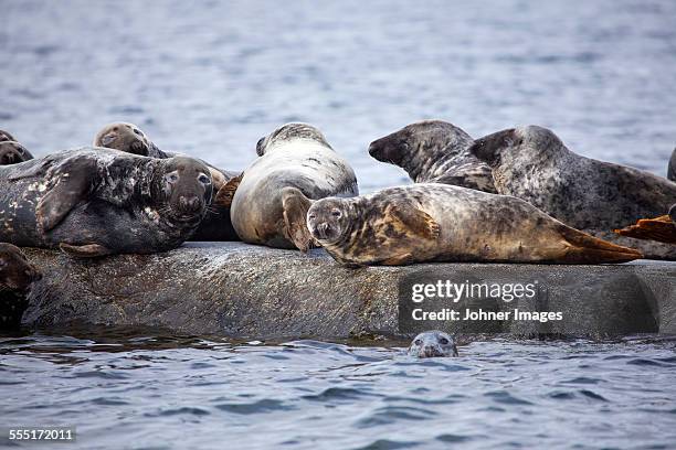 colony of seals at sea - gray seal stock pictures, royalty-free photos & images