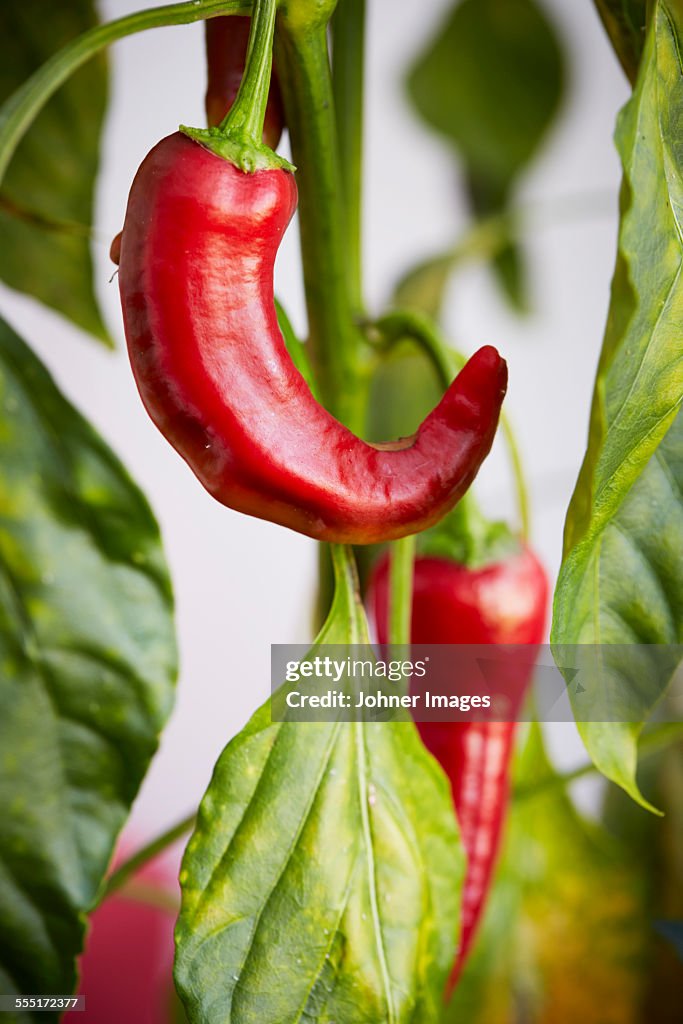 Close-up of chili pepper