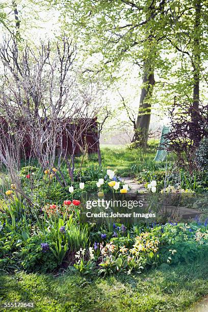 spring flowers in garden - primrose stock pictures, royalty-free photos & images