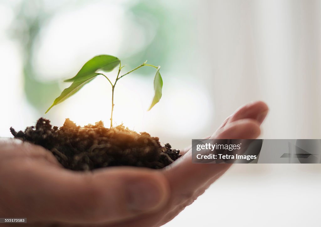 Close up of mans hand holding seedling